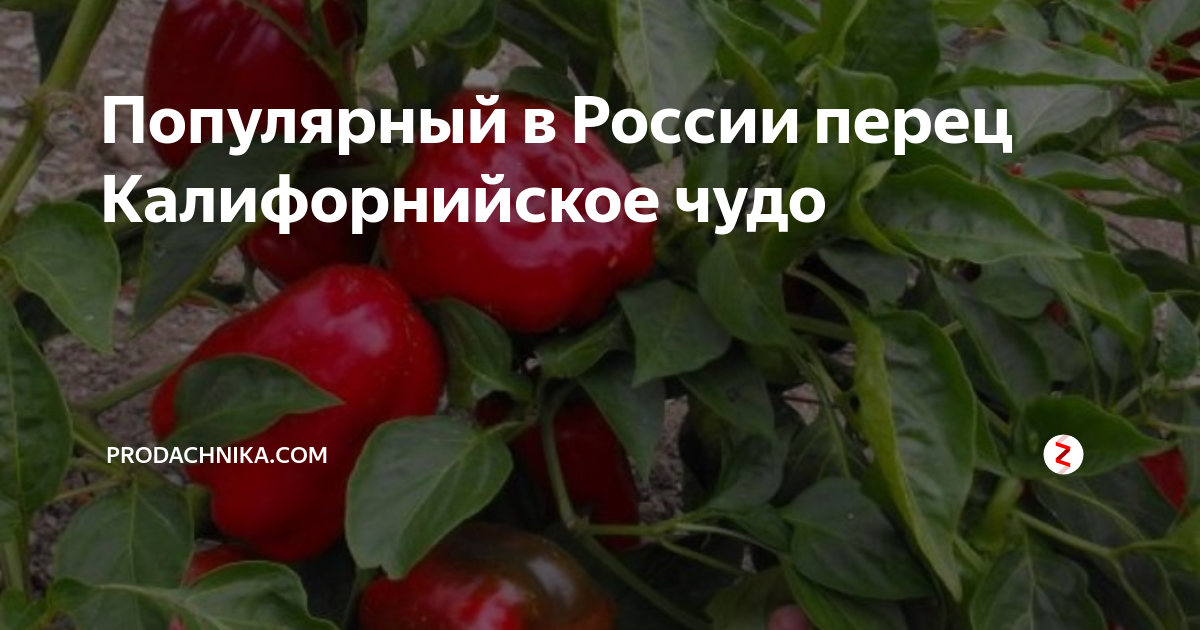 Популярный в России перец Калифорнийское чудо | prodachnika.com | Дзен