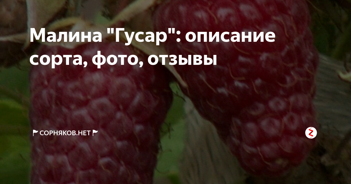 Малина гусар описание сорта урожайность. Малина сорт Гусар. Малина Гусар описание. Ремонтантная малина Гусар описание сорта. Сорт малины Гусар характеристики.