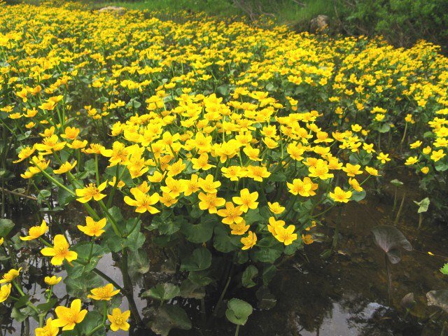 Болотные цветы желтые фото с названиями