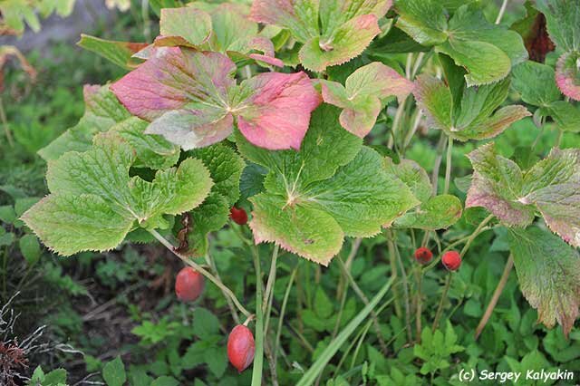 Подофилл Эмода