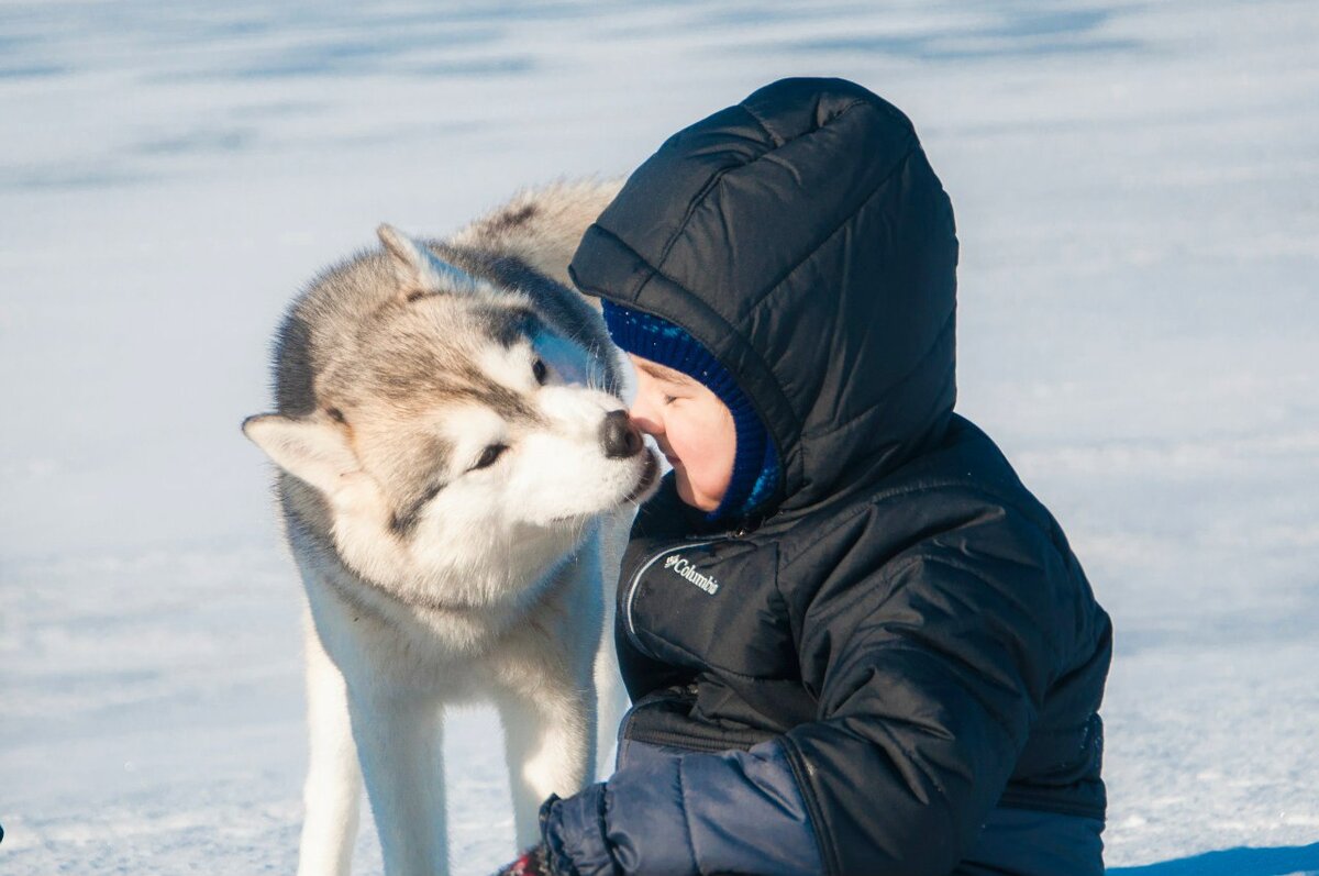 Как гладить собаку. Обязательно научите этому детей! | In Dogs we Trust |  Дзен