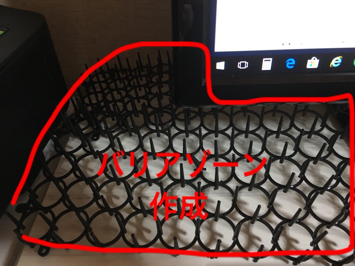 Фото: twitter.com/nyan_sasu_haya/