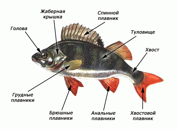 У рыб сжимаются плавники и они гибнут