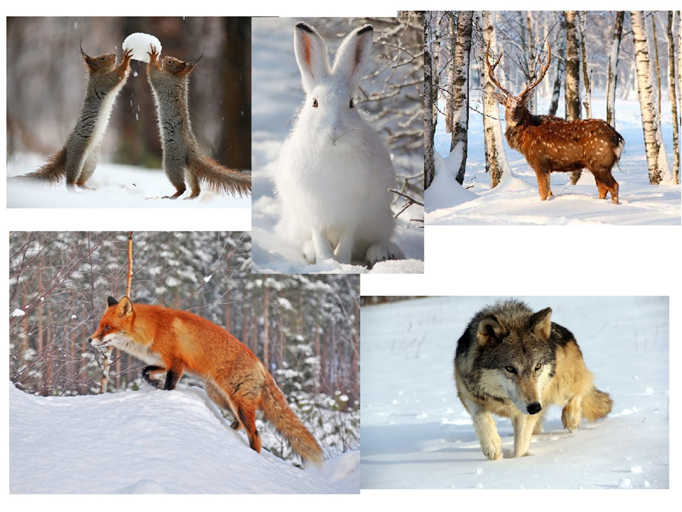 Звери зимой. Животный и растительный мир зимой. Зимующие животные. Звери в лесу. Перед наступлением зимы некоторые животные