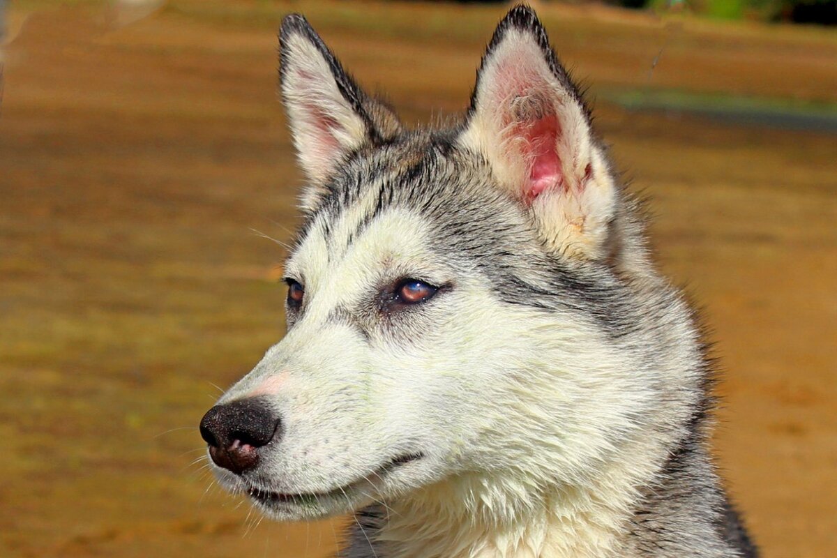 Самые странные собачьи клички в нашей стае. | In Dogs we Trust | Дзен