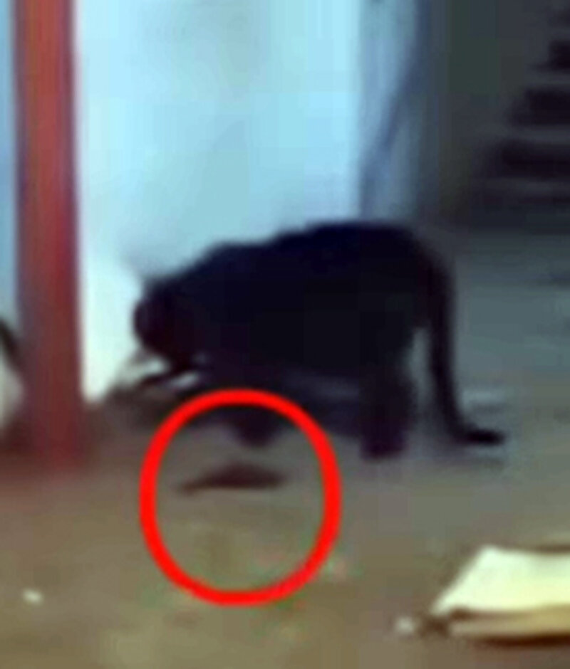 Крыса, летучая мышь или инопланетянин? Попробуй разгляди.