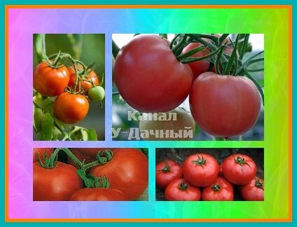 Сорта томатов, которые устойчивы к фитофторозу (покупаем семена правильно)