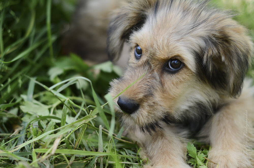 Фото из архива приюта "Весёлые Хвосты"