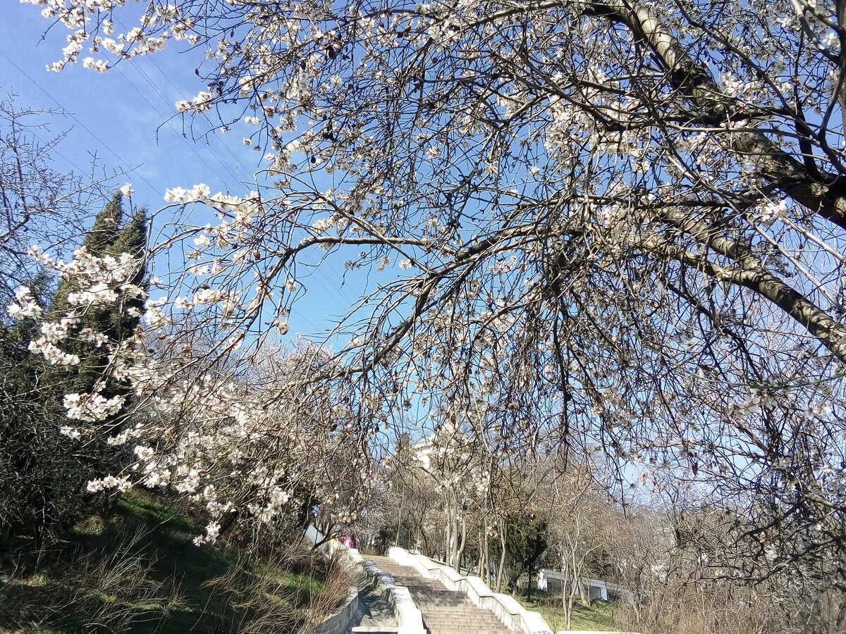 Севастополь. Вишня цветет. Красный спуск. Южная бухта.