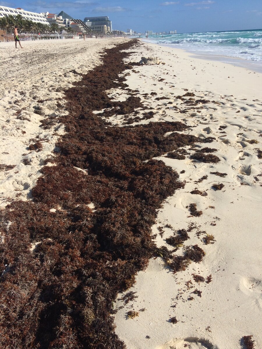 саргассово море без берегов