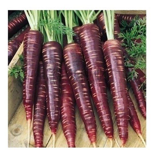 Новые сорта моркови содержат-каротин Кето-фермент, эпидермальный антоцианин (антоцианин) имеет антирак, антиокисление, антивозрастной эффект. Еще одной характеристикой моркови является цилиндрический внешний вид, сладость 10,1, может использоваться в качестве фруктового сока или кулинарных материалов.   Сылка на товар  http://ali.pub/385dbv