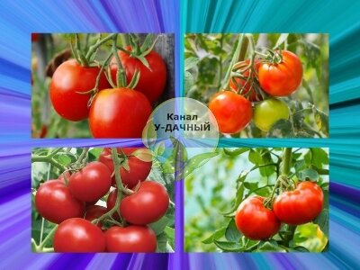   Фитофтороз у томатов, знаком многим огородникам. Это заболевание способно свести на нет, все усилия. Возможно и у вас бывало такое, что почти весь урожай был потерян из- за этого коварного недуга.