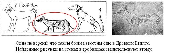   Порода таксы имеет очень древнюю историю происхождения. Первые изображения таксы можно наблюдать даже на папирусах из древнего Египта, возраст которых более двух тысяч лет.