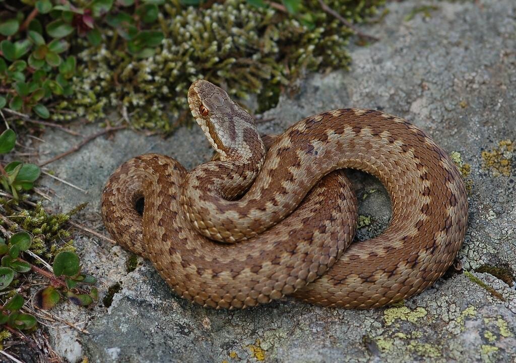 Гадюка обыкновенная