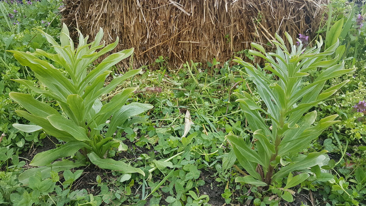 Кандидумы  в начале весны. Если вы обратили внимание, они растут на  одной полянке с клевером.  Очень полезное соседство. Клевер обогащает нашу скудную крымскую землю азотом, а  его мощные корни и стелющиеся густым ковром побеги помогают почве не пересыхать. Фото Е.Миговой.