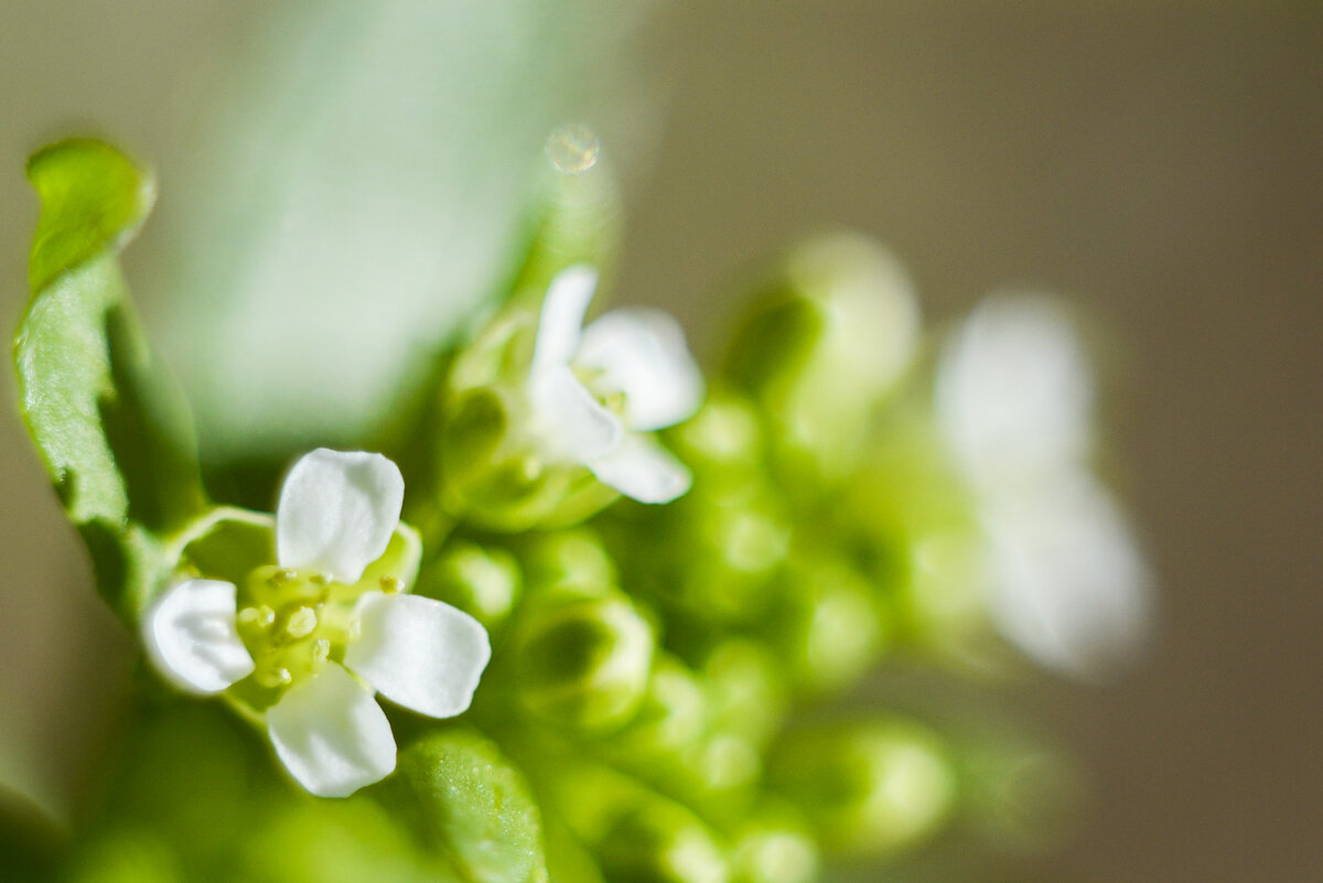 Каждый такой чуть меньше спичечной головки.