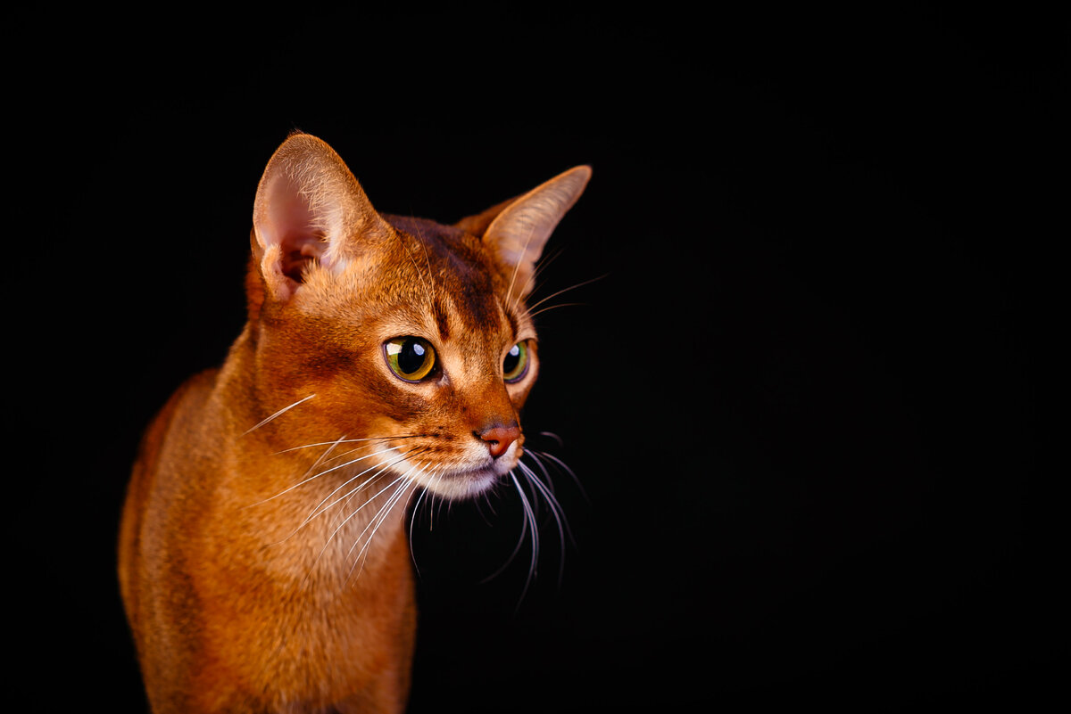 Абиссинская 