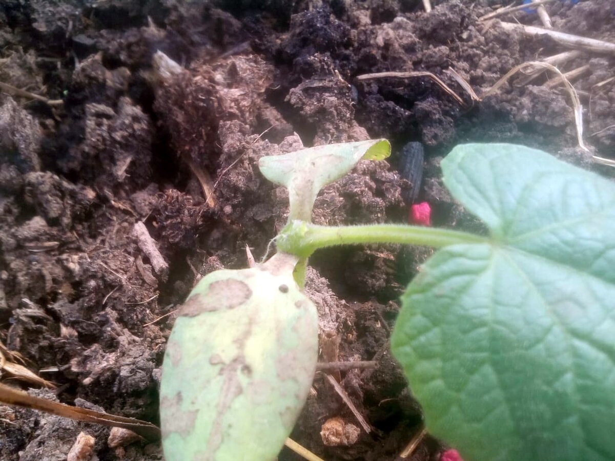 Извините за качество фото, получены от сестры.