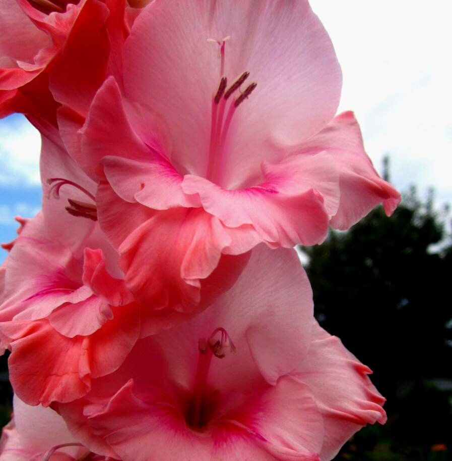 Фото автора: гладиолус из моего цветника, картинка размещена для зрительного наслаждения читателям