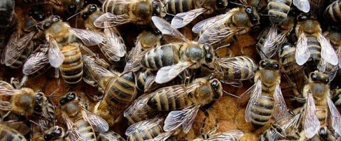 Пчелы карпатской породы (карпатки) — миролюбивые, выносливые и продуктивные  