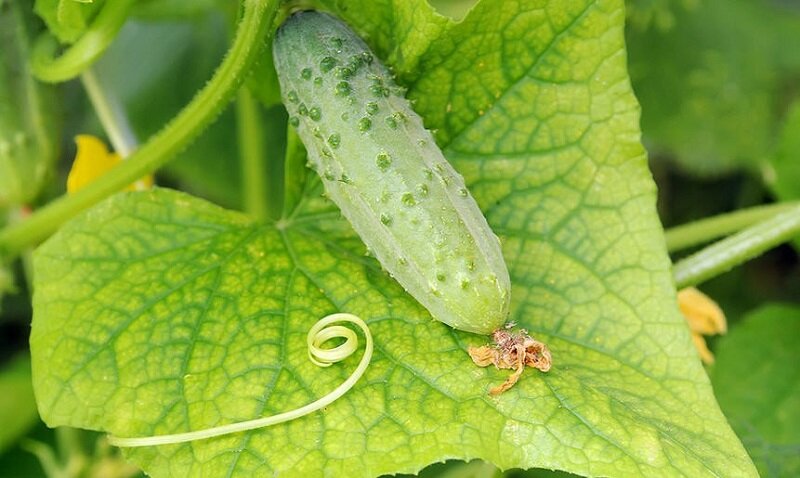 Представлено при поддержке Worx