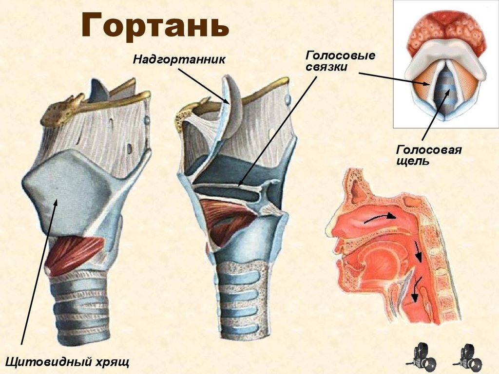 Надгортанник — Википедия