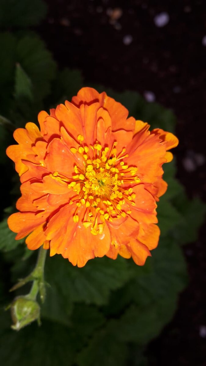 Яркий цветок гравилата