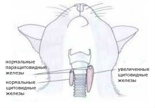 Гиперпаратиреоз у кошек