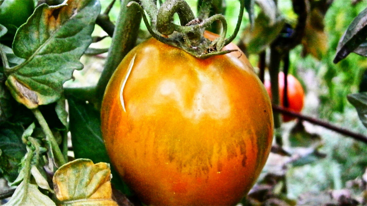 Фитофтора на помидорах, что делать и как спасти урожай