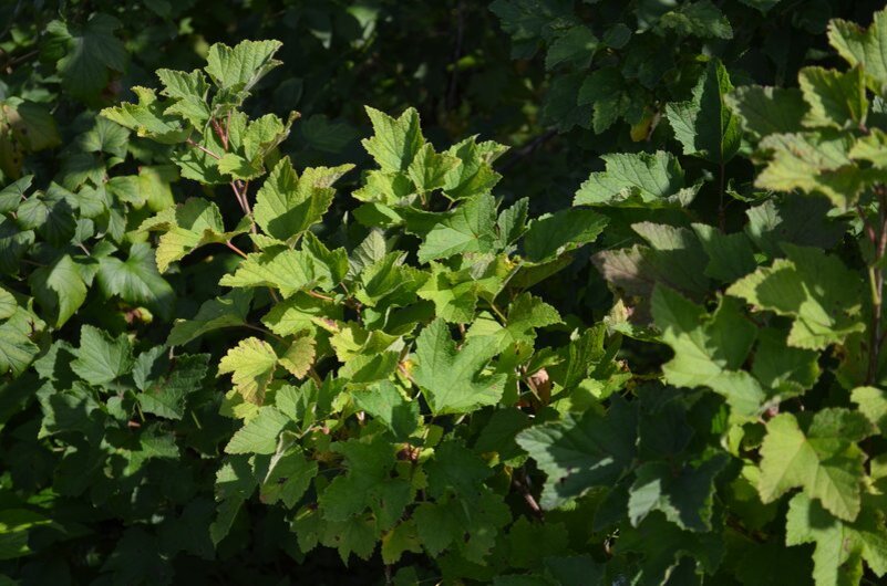 Куст черной смородины в саду.