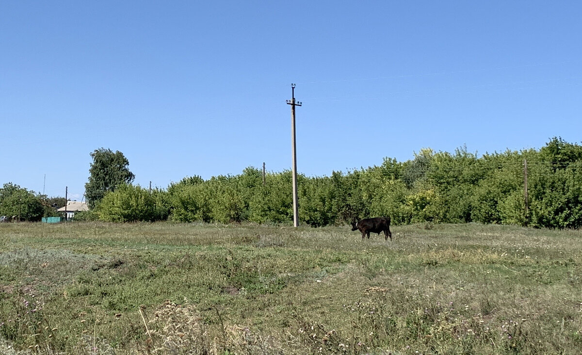 Почему в деревнях больше не держат коров, коз и поросят. Что рассказали местные жители