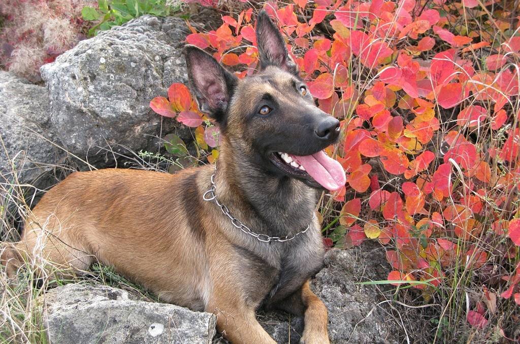 Бельгийская овчарка