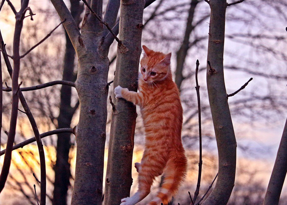 Кошка, лишенная когтей, не сможет взобраться на дерево от собак
