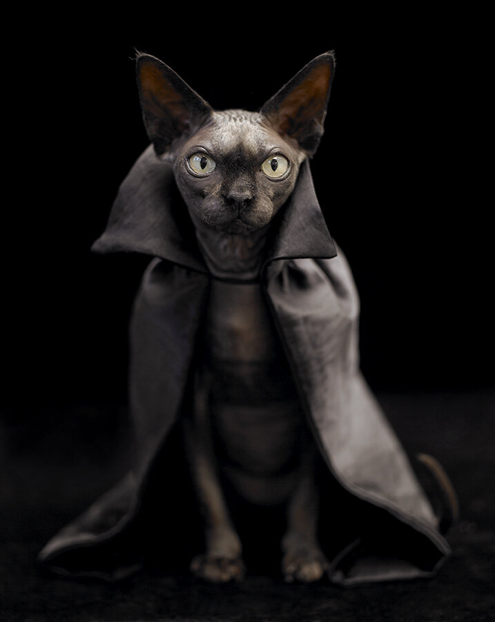 Сфинкс в костюме на хеллоуин 