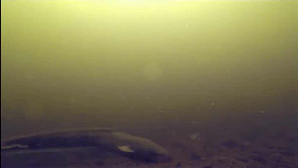 Источник: @FishtheNess