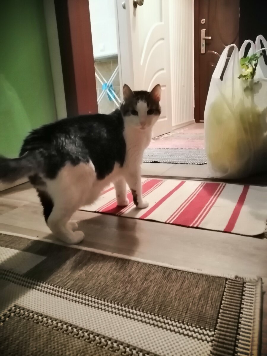 Барсик следит за порядком