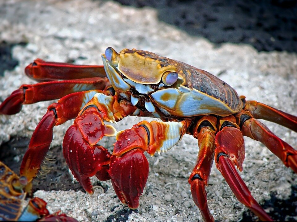 https://pixabay.com/photos/crab-animal-aquatic-archipelago-298346/
