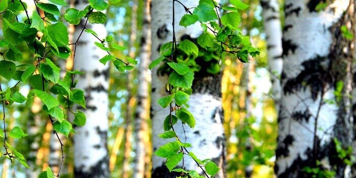 Сколько лет живет береза? Узнайте возраст и продолжительность жизни деревьев в России