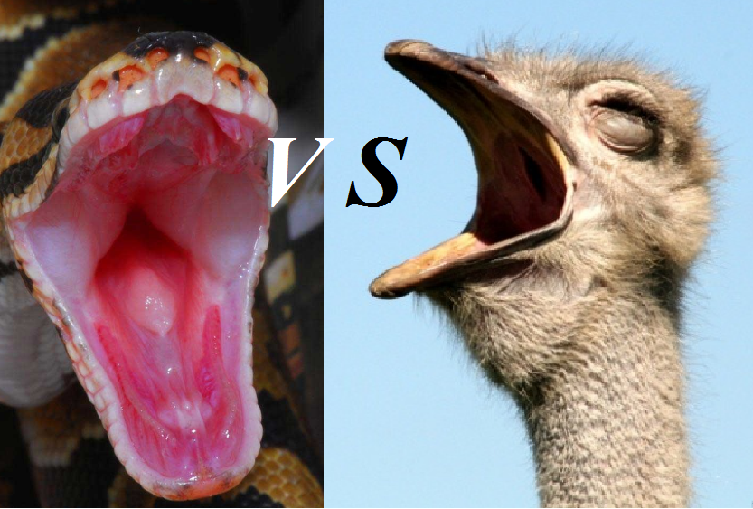 картинки yandex.ru/images