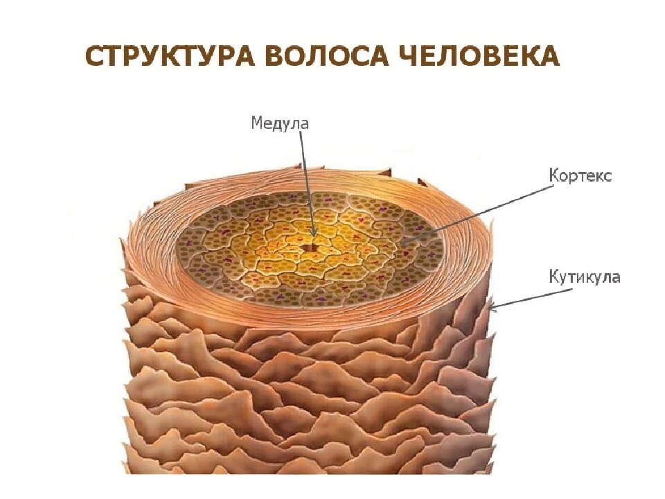 структура волоса (фото из сети)