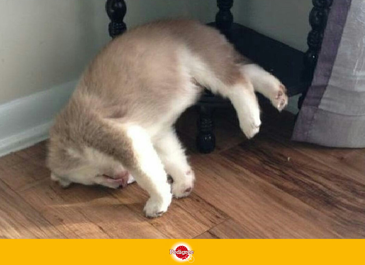 Когда твой хозяин пытается тебе что-то объяснить, но ты слишком маленький для этого.