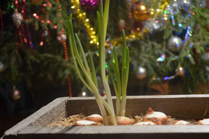 Зеленый лук у меня растет постоянно дома. 