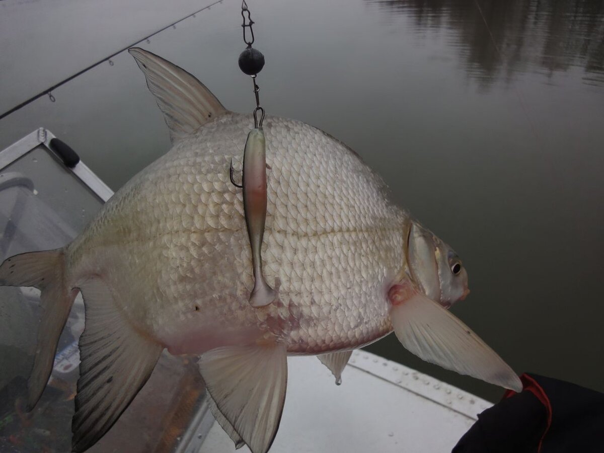 Фото: https://fishblogi.ru/