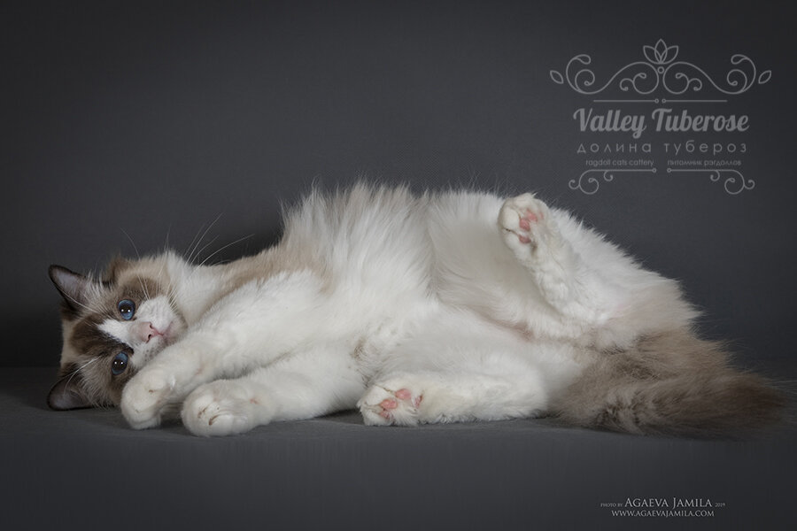 "Мы не опасны вам и беззащитны  перед вами! И тоже хотим жить!"  