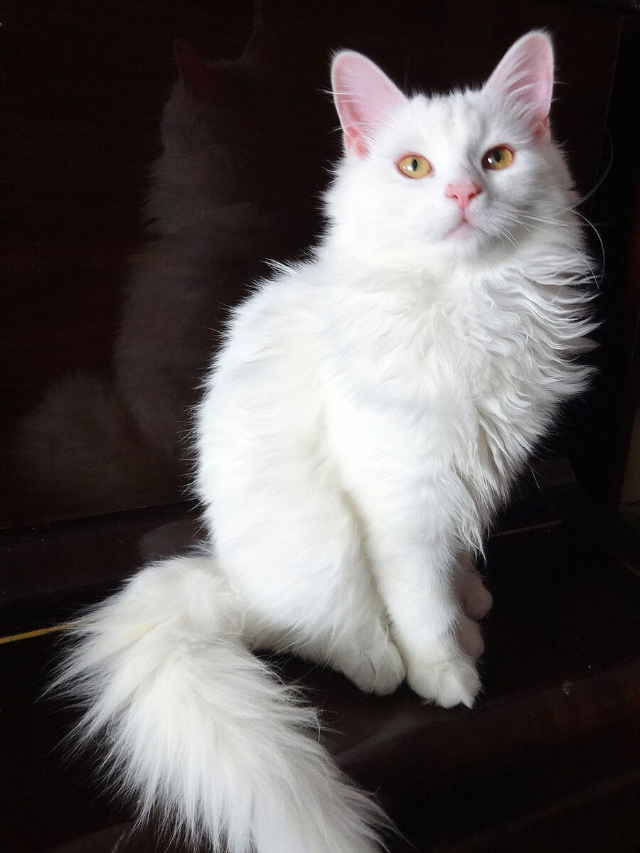 Картинка из сети интернет