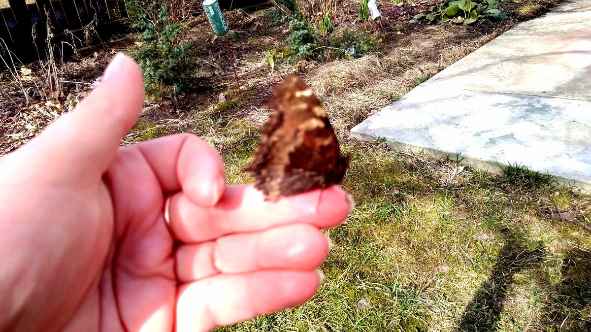 Говорят, что если бабочка села на ладонь, это к счастью! 