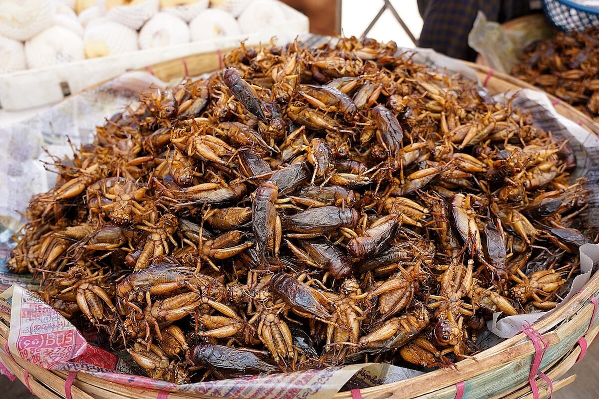 Китайская кухня тараканы