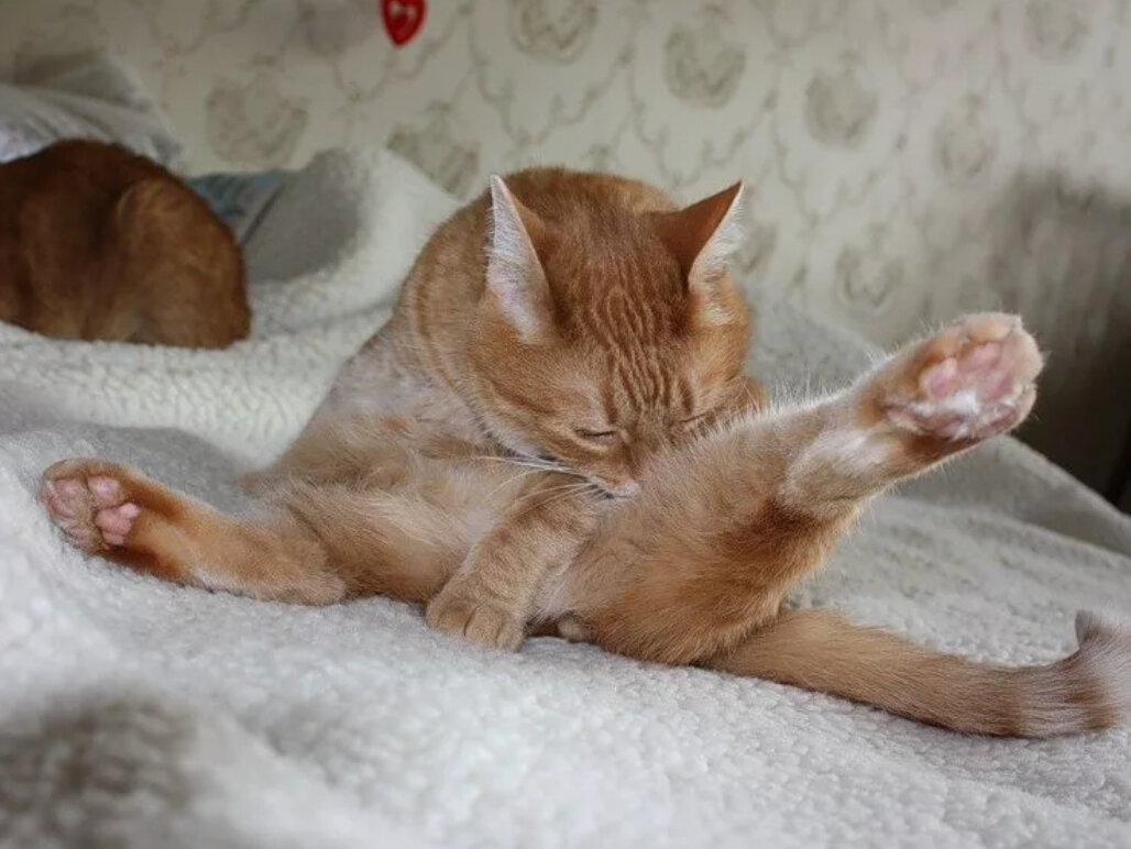 Кошка разлизывает шерсть до кожи. Кот постоянно лижется под хвостом. Кот постоянно лижется под хвостом. Кот постоянно лижется под хвостом. Кот постоянно лижется под хвостом.