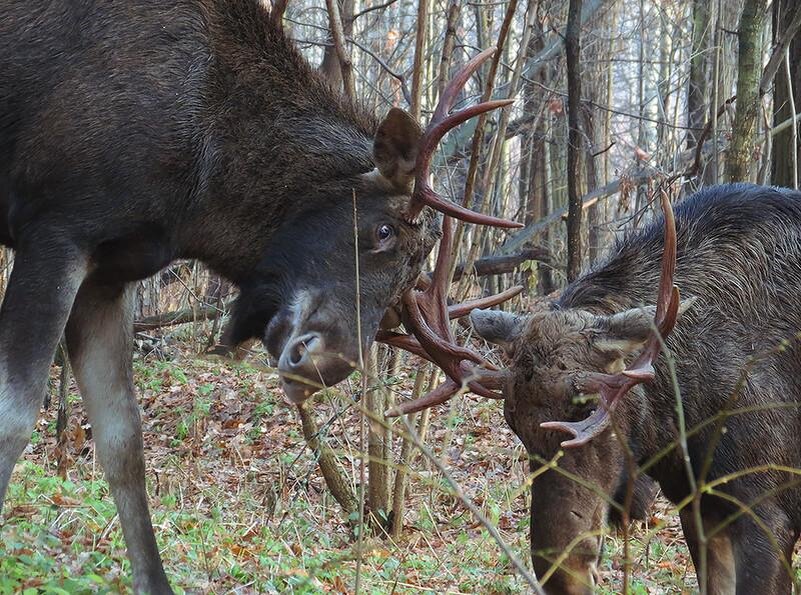 Фото взято из интернета. 