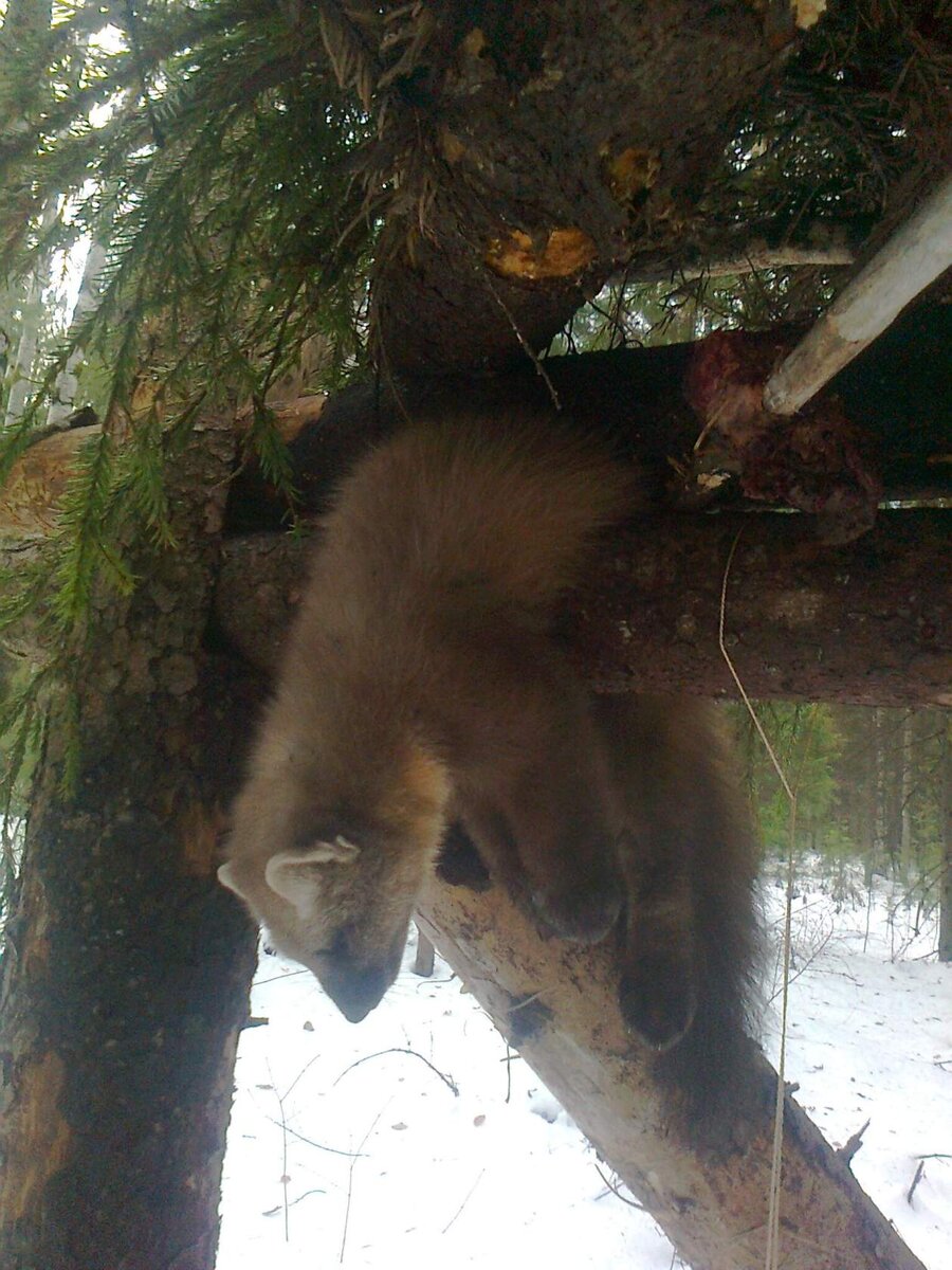 Кулемка. Фото автора взято с группы в одноклассниках. 